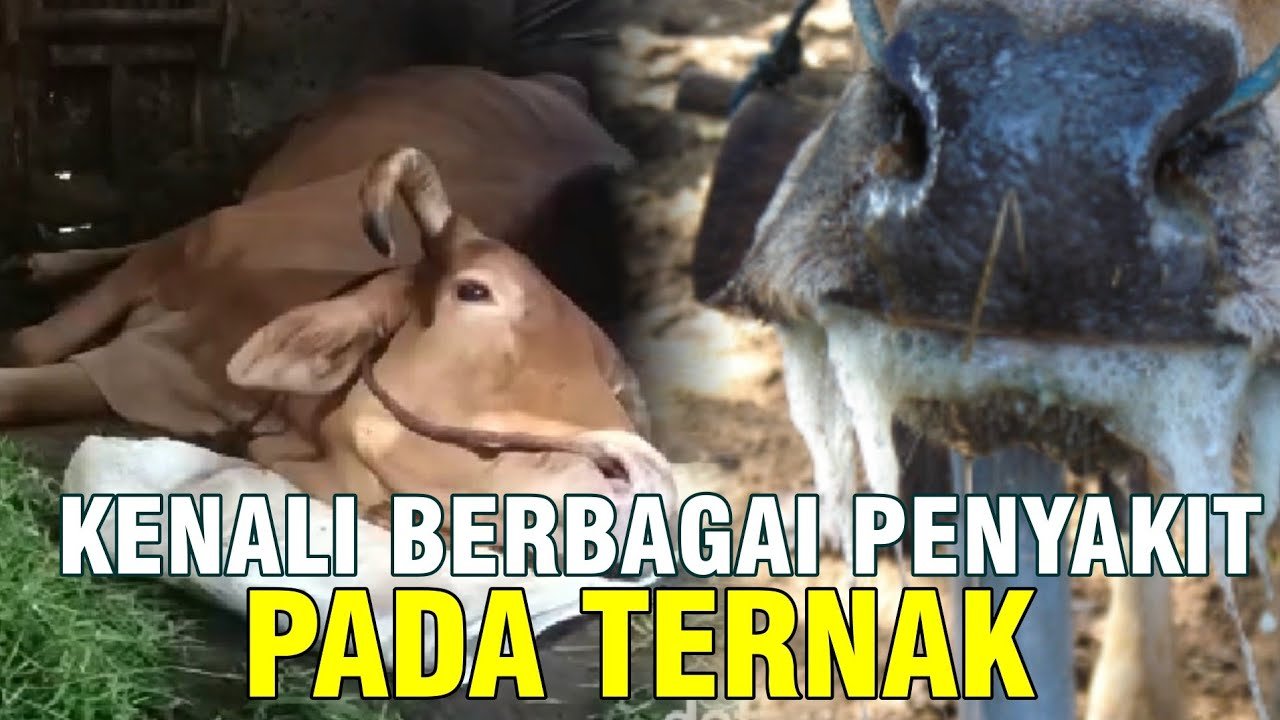 
                                 Berbagai-Macam-Penyakit-Sapi-Serta-Gejala-Dan-Pengobatannya